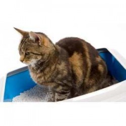 Choosing a Cat Litter For Your Aging Cat